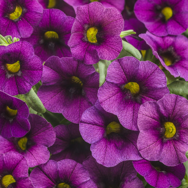 CALIBRACHOA SUPERBELLS PLUM MILLIONBELLS