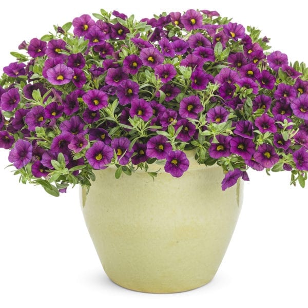 CALIBRACHOA SUPERBELLS PLUM MILLIONBELLS