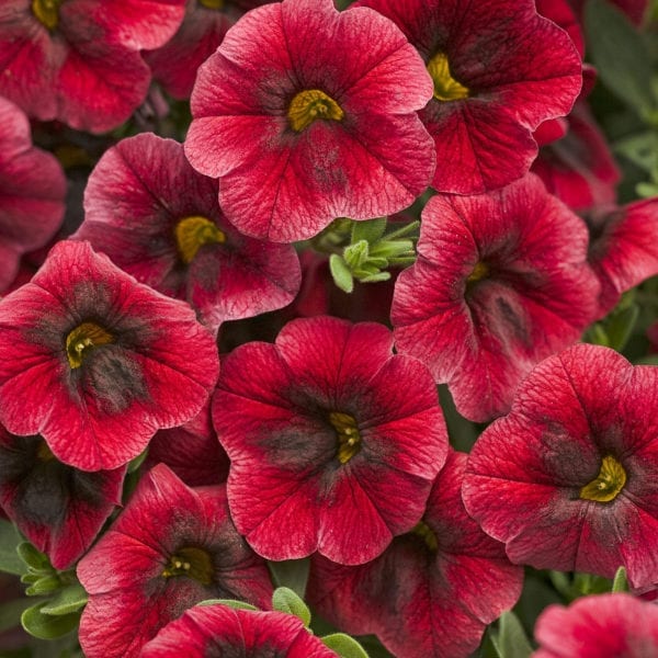 CALIBRACHOA SUPERBELLS POMEGRANATE PUNCH MILLIONBELLS