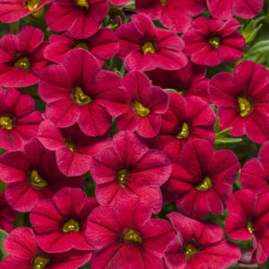 CALIBRACHOA SUPERBELLS RED MILLIONBELLS