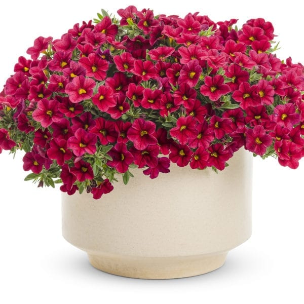 CALIBRACHOA SUPERBELLS RED MILLIONBELLS