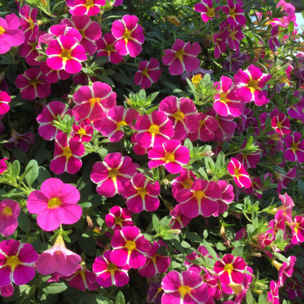 CALIBRACHOA SUPERBELLS RISING STAR MILLIONBELLS