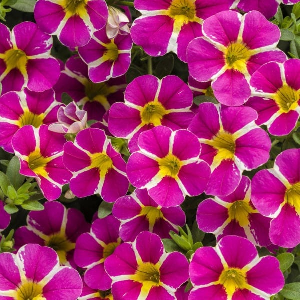 CALIBRACHOA SUPERBELLS RISING STAR MILLIONBELLS