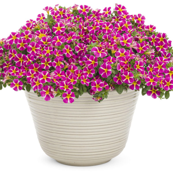 CALIBRACHOA SUPERBELLS RISING STAR MILLIONBELLS