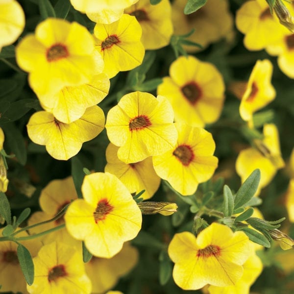 CALIBRACHOA SUPERBELLS SAFFRON MILLIONBELLS