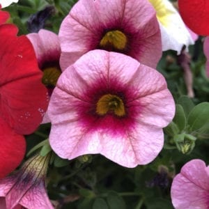 SUPERBELLS® STRAWBERRY PUNCH™ Calibrachoa Million Bells