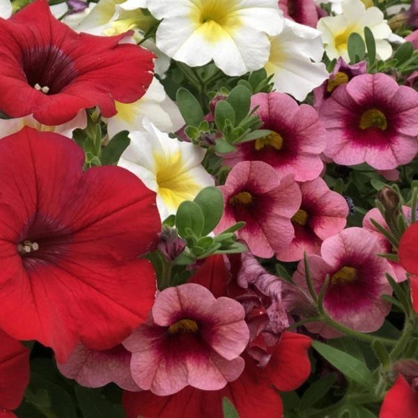 CALIBRACHOA SUPERBELLS STRAWBERRY PUNCH MILLIONBELLS