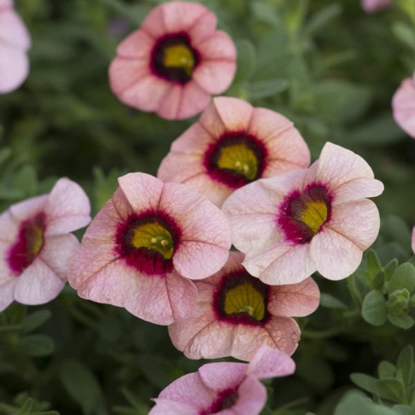 CALIBRACHOA SUPERBELLS STRAWBERRY PUNCH MILLIONBELLS