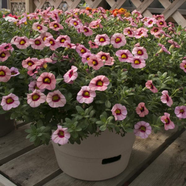 CALIBRACHOA SUPERBELLS STRAWBERRY PUNCH MILLIONBELLS