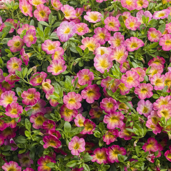 CALIBRACHOA SUPERBELLS SWEET TART MILLIONBELLS