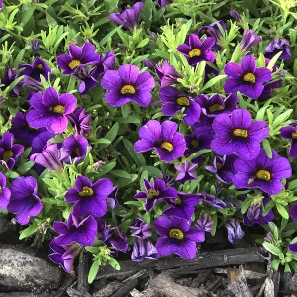 CALIBRACHOA SUPERBELLS TABLE TOP BLUE MILLIONBELLS