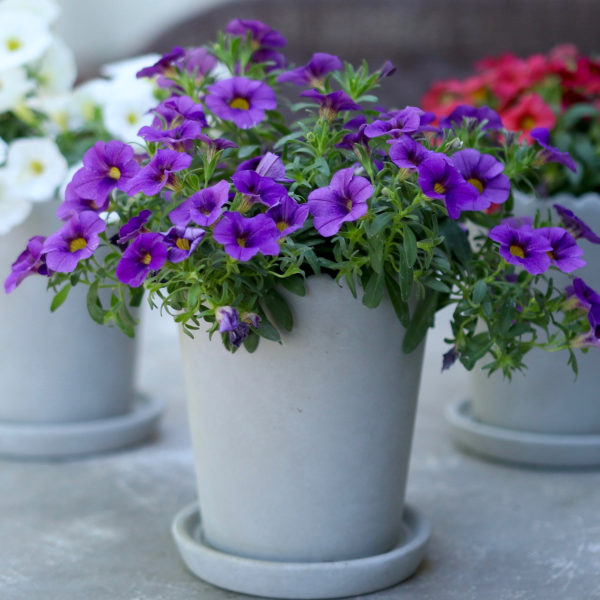 CALIBRACHOA SUPERBELLS TABLE TOP BLUE MILLIONBELLS