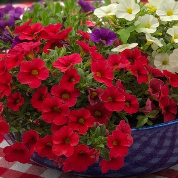 CALIBRACHOA SUPERBELLS TABLE TOP RED MILLIONBELLS