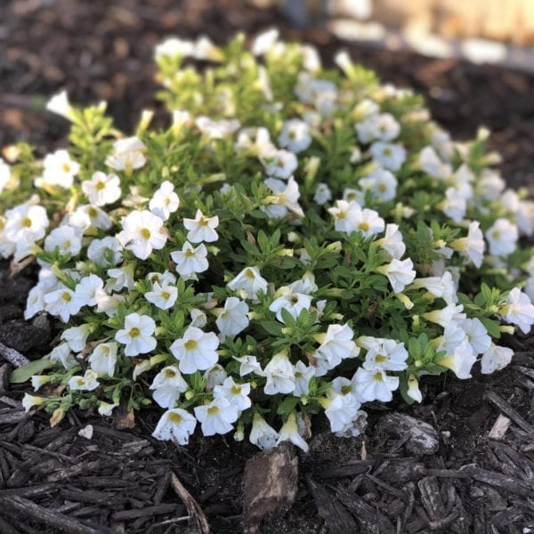 CALIBRACHOA SUPERBELLS TABLE TOP WHITE MILLIONBELLS