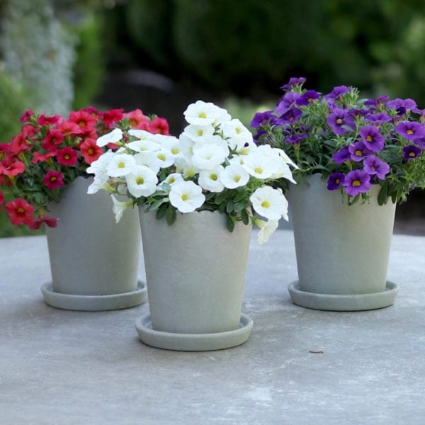 CALIBRACHOA SUPERBELLS TABLE TOP WHITE MILLIONBELLS