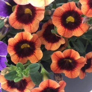 CALIBRACHOA SUPERBELLS TANGERINE PUNCH MILLIONBELLS