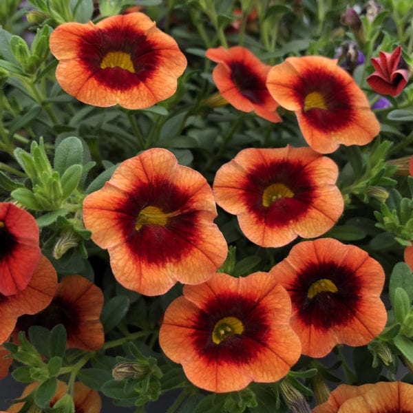 CALIBRACHOA SUPERBELLS TANGERINE PUNCH MILLIONBELLS