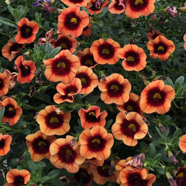 CALIBRACHOA SUPERBELLS TANGERINE PUNCH MILLIONBELLS