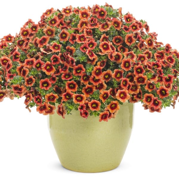 CALIBRACHOA SUPERBELLS TANGERINE PUNCH MILLIONBELLS