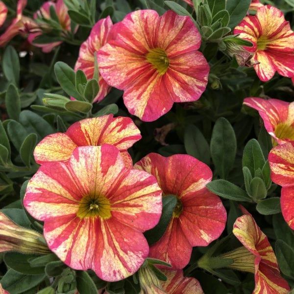 CALIBRACHOA SUPERBELLS TROPICAL SUNRISE MILLIONBELLS