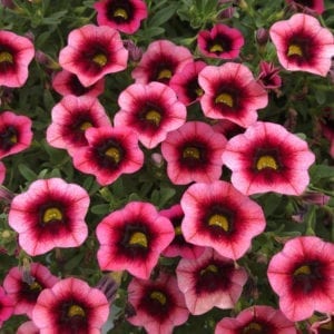 CALIBRACHOA SUPERBELLS WATERMELON PUNCH MILLIONBELLS