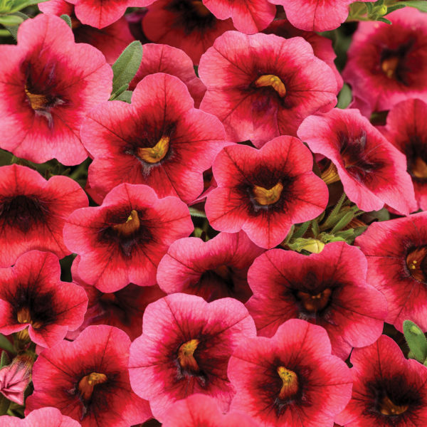 CALIBRACHOA SUPERBELLS WATERMELON PUNCH MILLIONBELLS