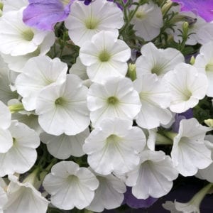 CALIBRACHOA SUPERBELLS WHITE MILLIONBELLS