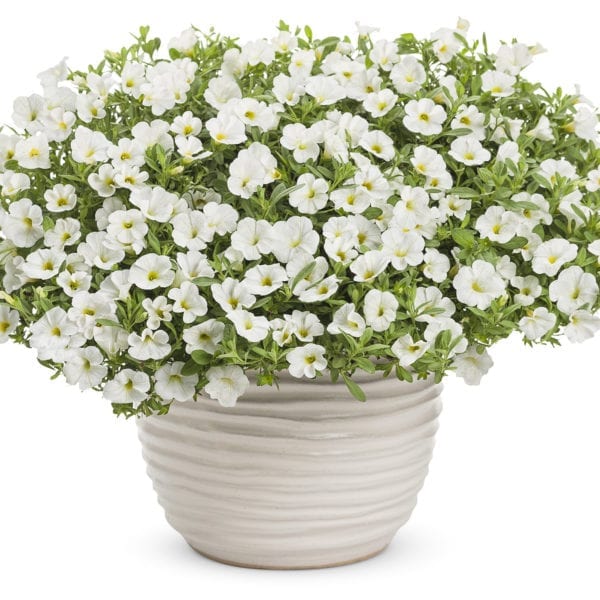 CALIBRACHOA SUPERBELLS WHITE MILLIONBELLS