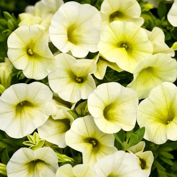 CALIBRACHOA SUPERBELLS YELLOW CHIFFON MILLIONBELLS