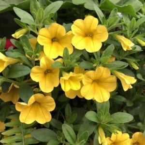 CALIBRACHOA SUPERBELLS YELLOW MILLIONBELLS