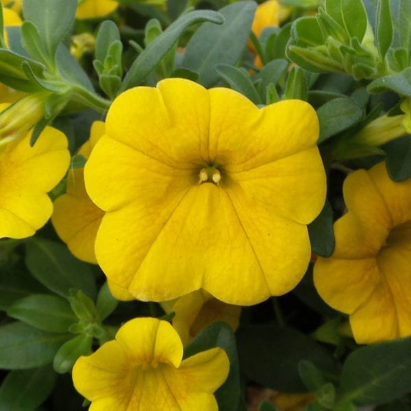 CALIBRACHOA SUPERBELLS YELLOW MILLIONBELLS