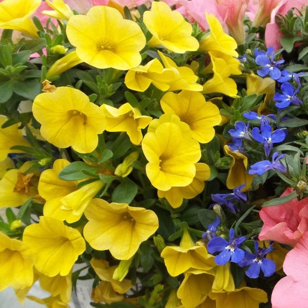 CALIBRACHOA SUPERBELLS YELLOW MILLIONBELLS