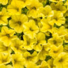 CALIBRACHOA SUPERBELLS YELLOW MILLIONBELLS