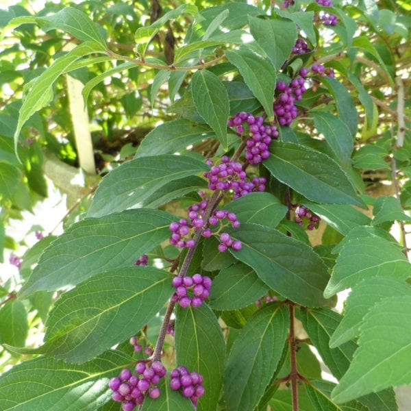 CALLICARPA PEARL GLAM BEAUTYBERRY