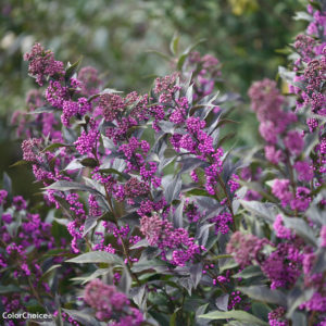 Purple Beautyberry - Callicarpa