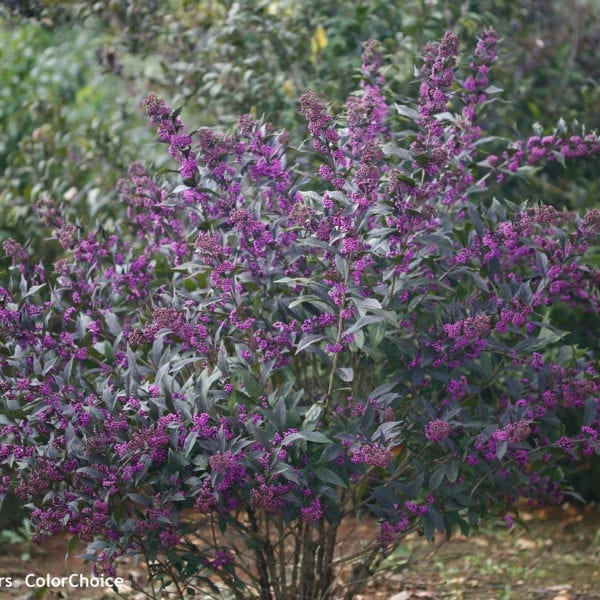 CALLICARPA PEARL GLAM BEAUTYBERRY