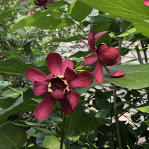 CALYCANTHUS APHRODITE SWEETSHRUB