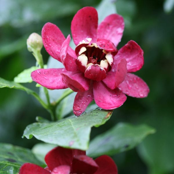 CALYCANTHUS APHRODITE SWEETSHRUB