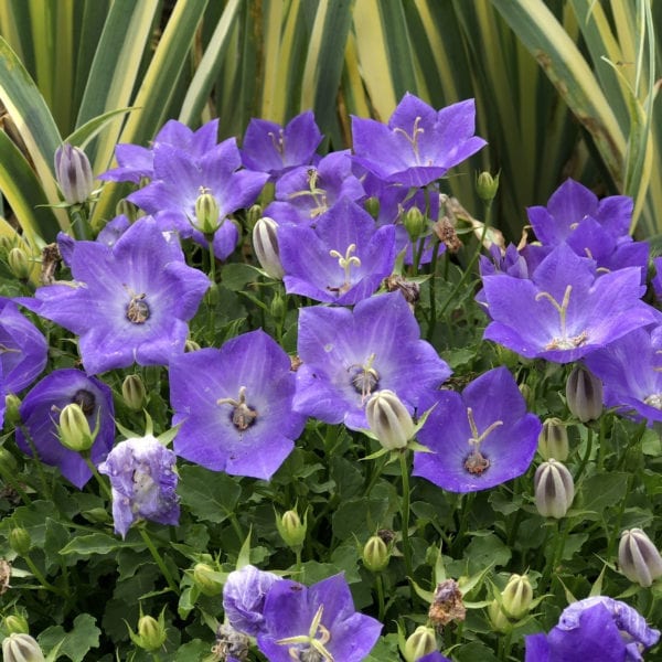 CAMPANULA RAPIDO BLUE BELLFLOWER