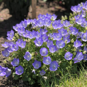 CAMPANULA RAPIDO BLUE BELLFLOWER