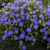 CAMPANULA RAPIDO BLUE BELLFLOWER