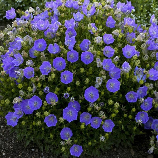 CAMPANULA RAPIDO BLUE BELLFLOWER