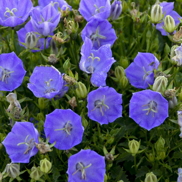 CAMPANULA RAPIDO BLUE BELLFLOWER