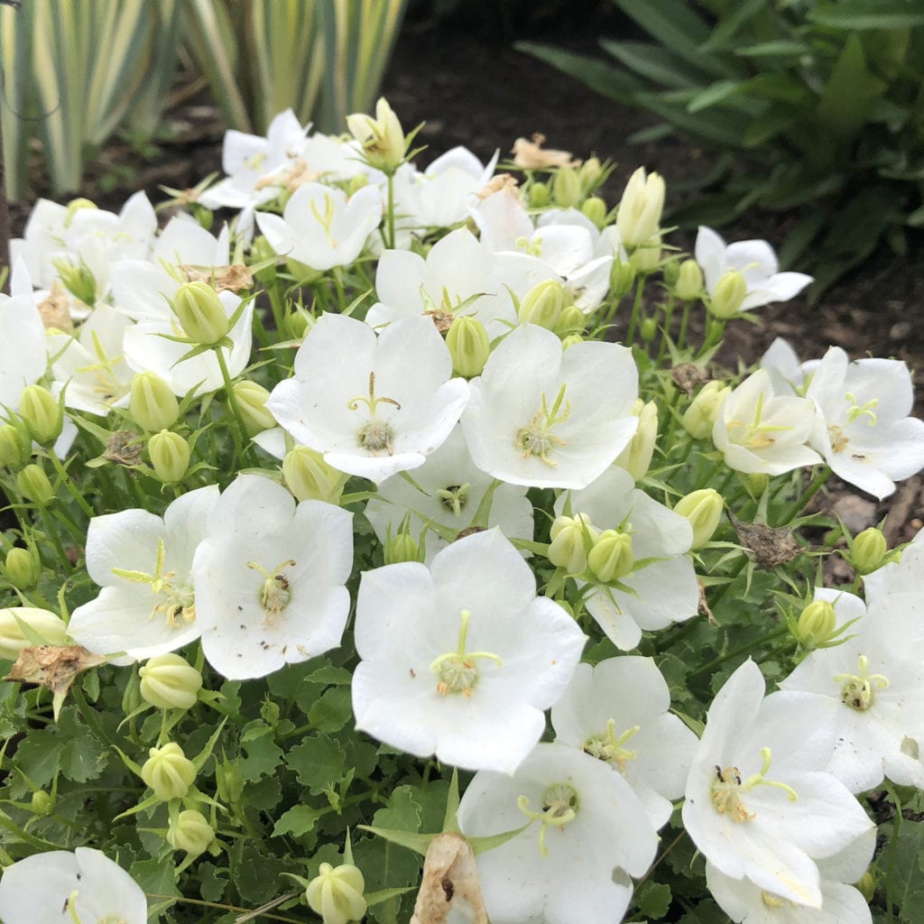 Campanula 'Rapido White' Garden Crossings