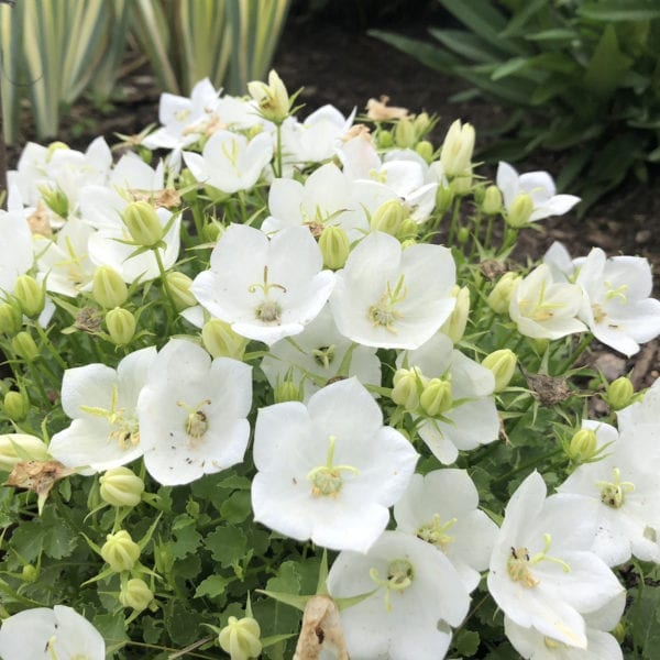 CAMPANULA RAPIDO WHITE BELLFLOWER