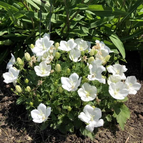 CAMPANULA RAPIDO WHITE BELLFLOWER