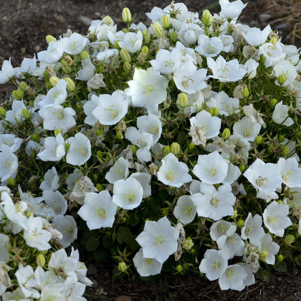 CAMPANULA RAPIDO WHITE BELLFLOWER