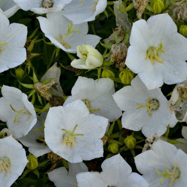 CAMPANULA RAPIDO WHITE BELLFLOWER