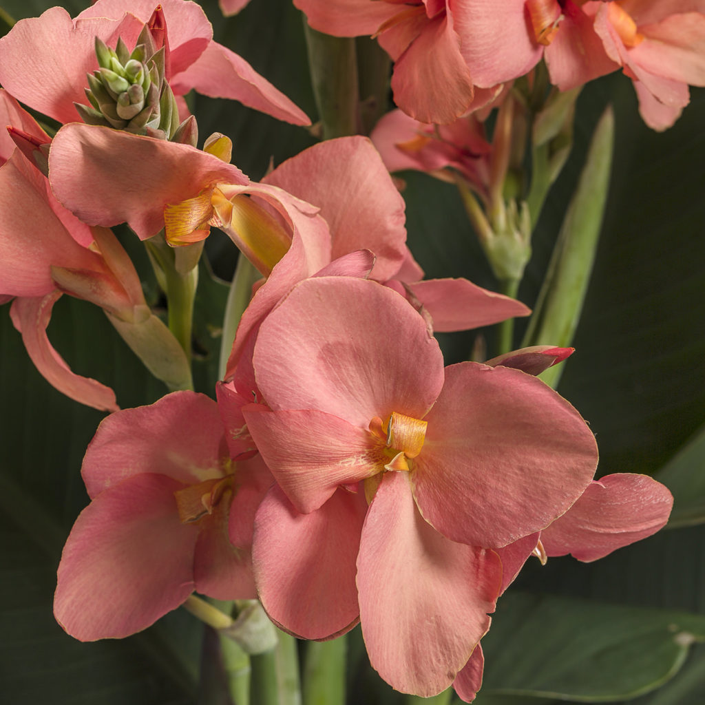 CANNA TOUCAN CORAL CANNA LILY