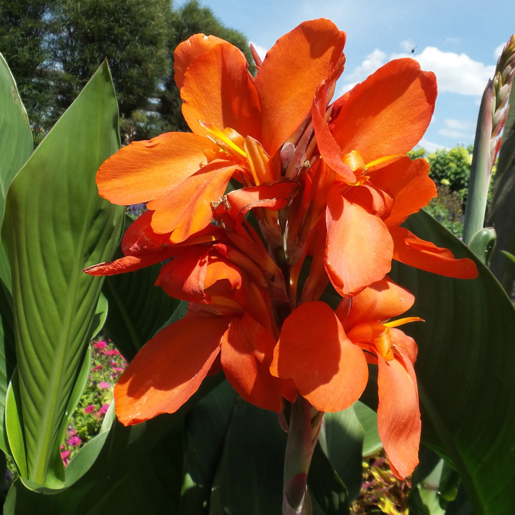 CANNA TOUCAN ORANGE CANNA LILY